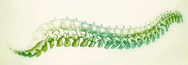 Chiropractic San Francisco CA Spine Drawing Green Blue